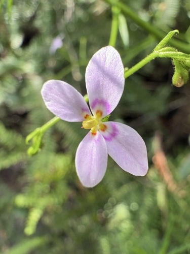 Stylidium laricifolium observed 2026-10-10