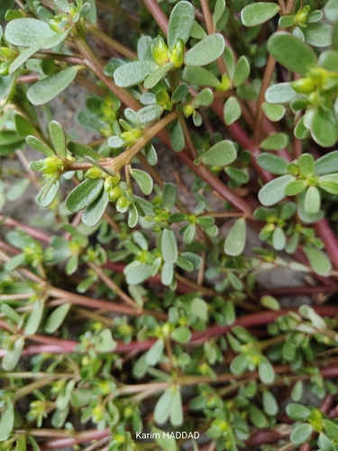 Common Purslane