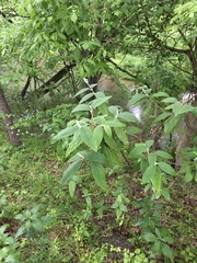Viburnum rhytidophyllum