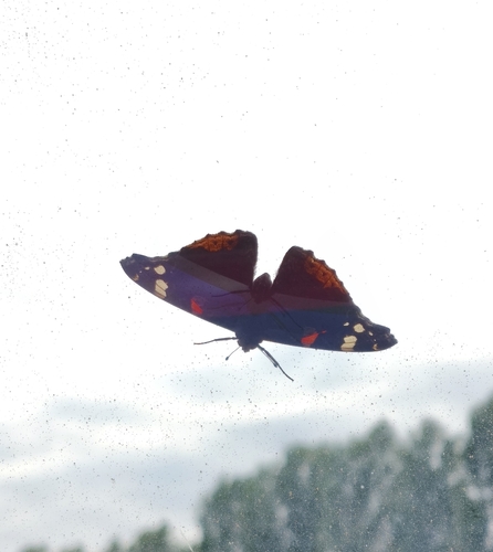 Red Admiral