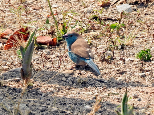 Southern Cordonbleu