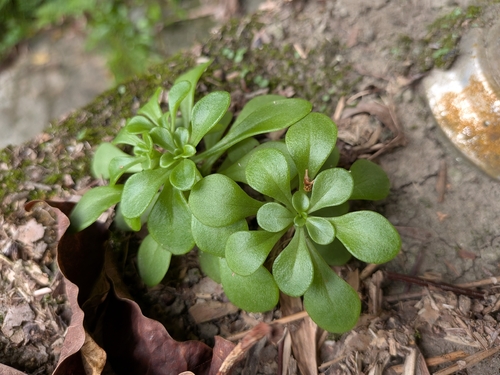 Sedum formosanum observed 2026-10-10