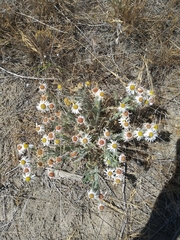 Erigeron filifolius