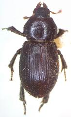 Platyceroides keeni