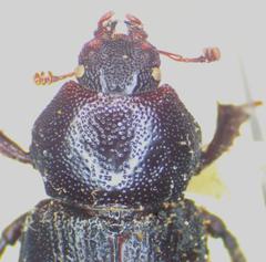 Platyceroides keeni