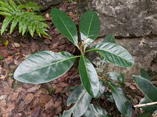 Planchonella obovata observed 2026-10-10