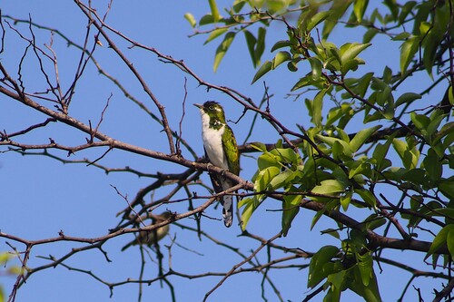 iNaturalist image