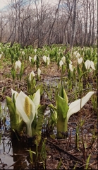 Lysichiton camtschatcensis