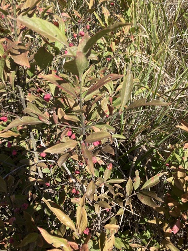 Spindle
