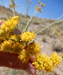Hymenopappus flavescens