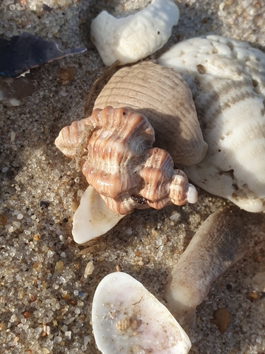 Ocenebra erinacea, 2026-10-10