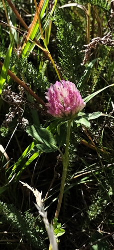 Red Clover