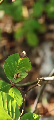 Beech Gall Midge