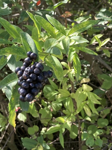 Common Privet