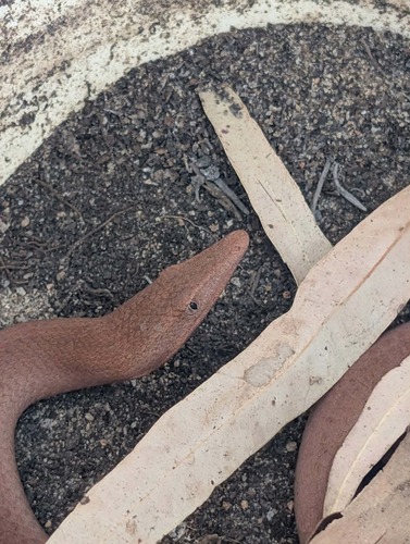 Burton's Legless Lizard