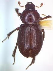 Platyceroides keeni