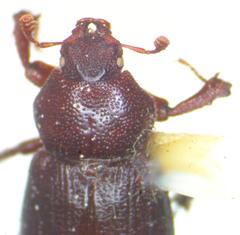 Platyceroides keeni