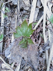 Filipendula camtschatica