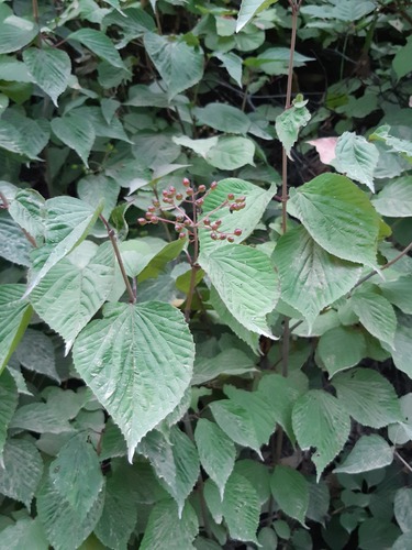 Viburnum wrightii observed 2026-08-05