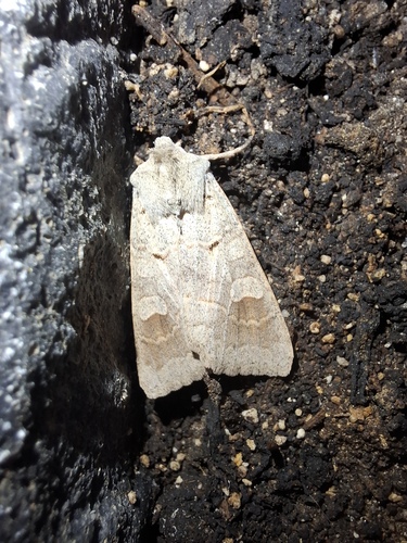 Ammoconia caecimacula