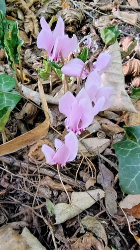 Ivy-leaved cyclamen