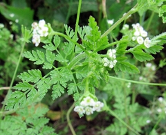 Valerianella radiata