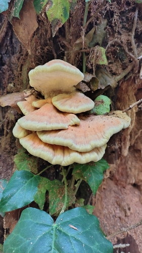 chicken of the woods