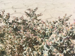 Atriplex parryi