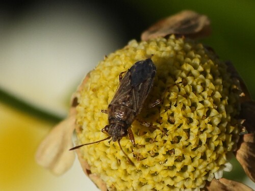 Nysius caledoniae observed 2026-10-10
