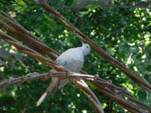 Eurasian Collared-Dove