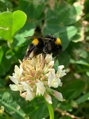 Bombus