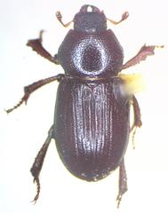 Platyceroides keeni