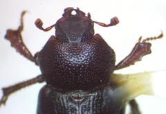 Platyceroides keeni