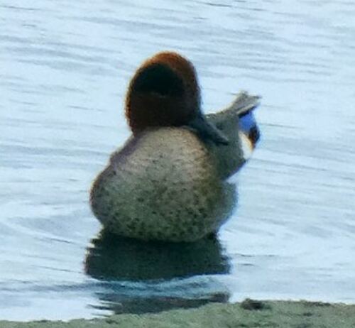 Green-winged Teal