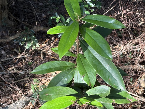 Diospyros blancoi observed 2026-10-10
