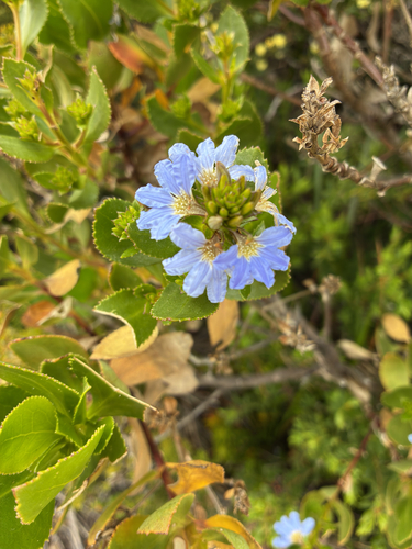 Scaevola nitida, 2026-10-10