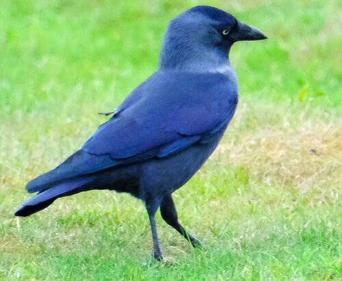 Eurasian Jackdaw