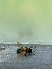 Andrena