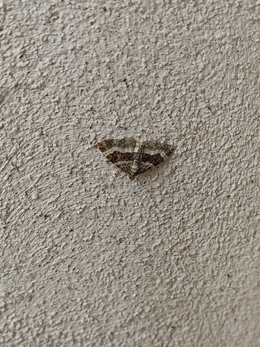 Common Carpet Moth