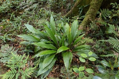 Calanthe triplicata observed 2026-10-04