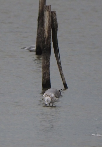 Yellow-legged Gull