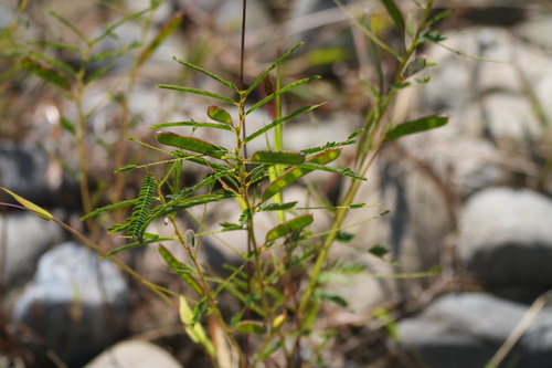 Chamaecrista nomame observed 2026-10-10