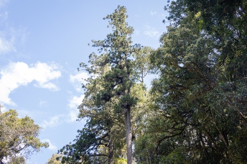 Araucaria cunninghamii observed 2026-10-04