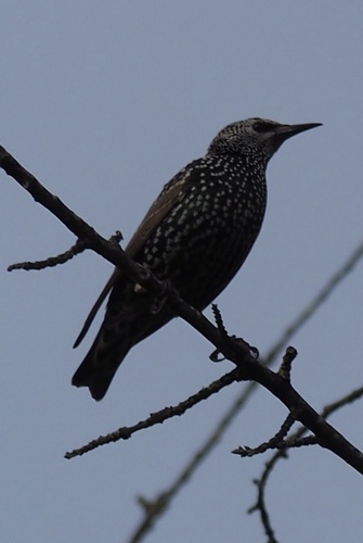 European Starling