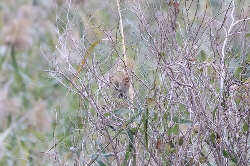 Reed Bunting