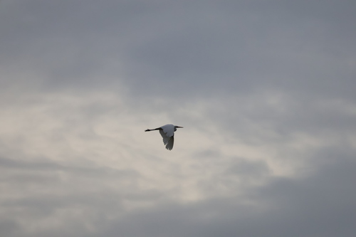 Great Egret