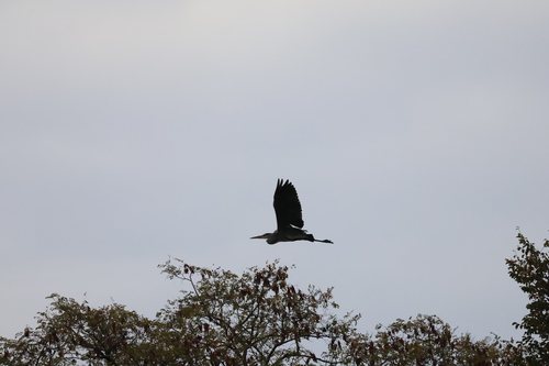 Grey Heron