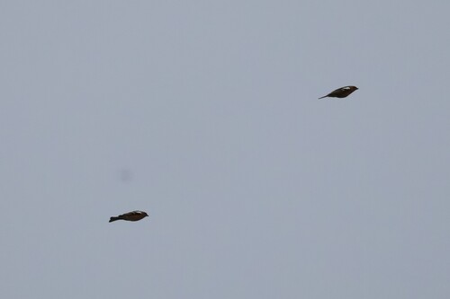 Common Chaffinch