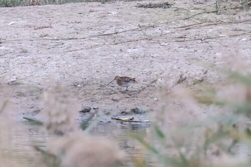 Common Snipe