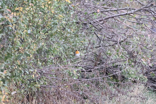 European Robin
